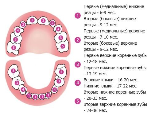 Прорезывание зубов – как помочь ребенку и не сойти с ума родителям