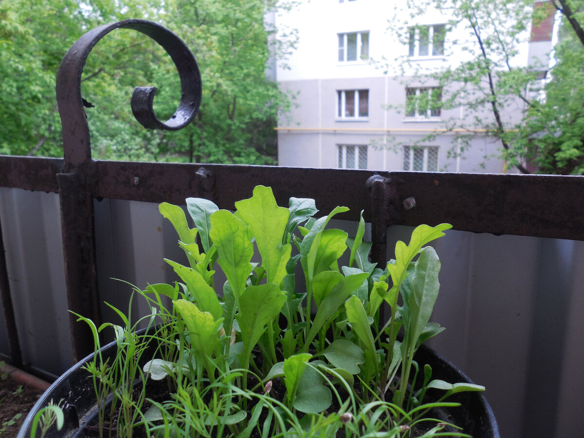 Индау и укроп на маленьком балкончике в большом цветочном горшке 