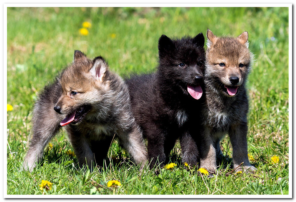 три волчонка. логово волка с волчатами. про маленького волчонка. волчонок волков. про маленького волчонка.