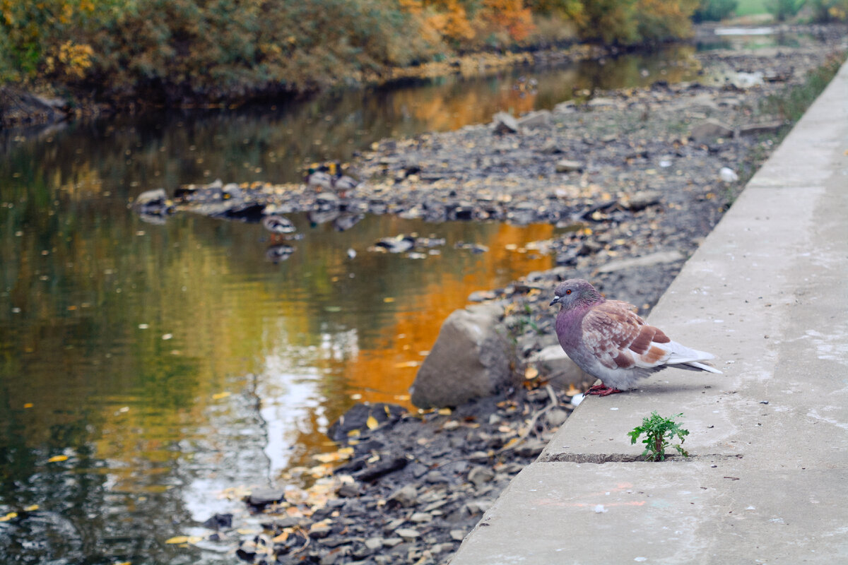 Дикие голуби прекрасны только в дикой природе, фото автора