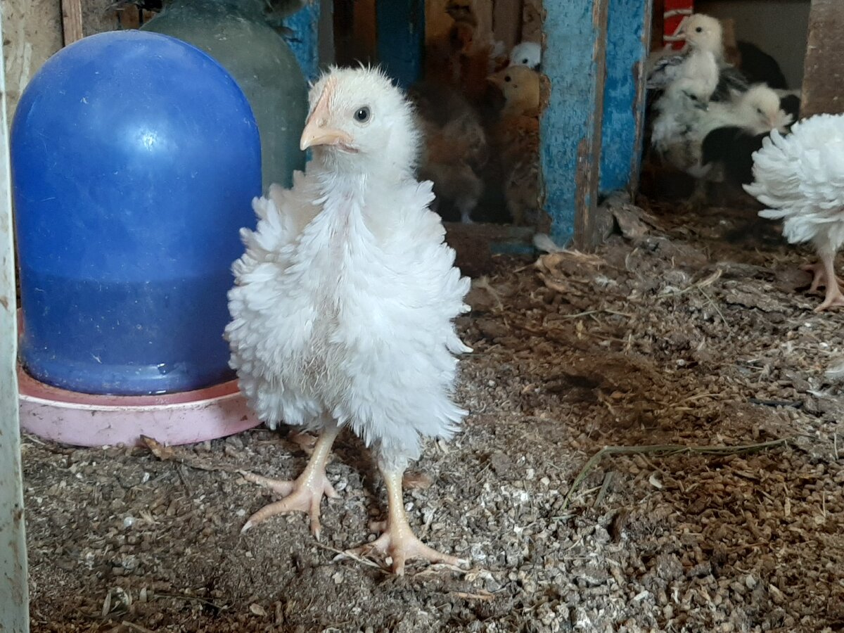 Это курчавый цыпленок. Как будто в шубке :)