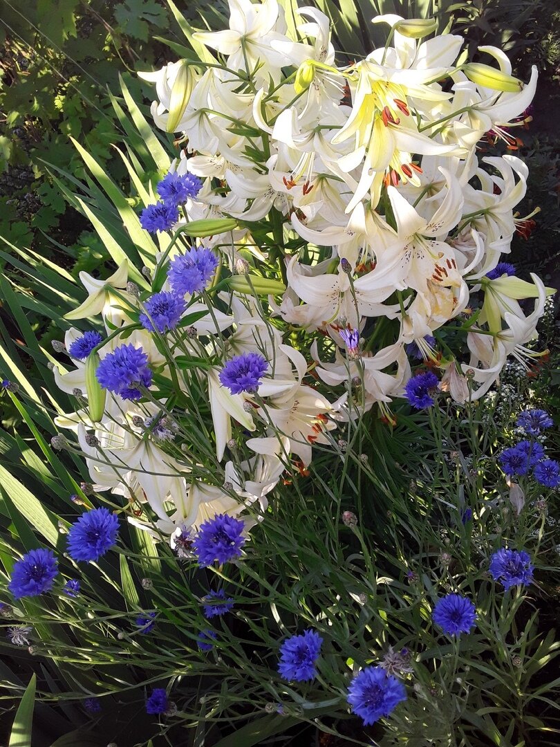 Прекрасно вписался к лилиям, оттеняя их красоту