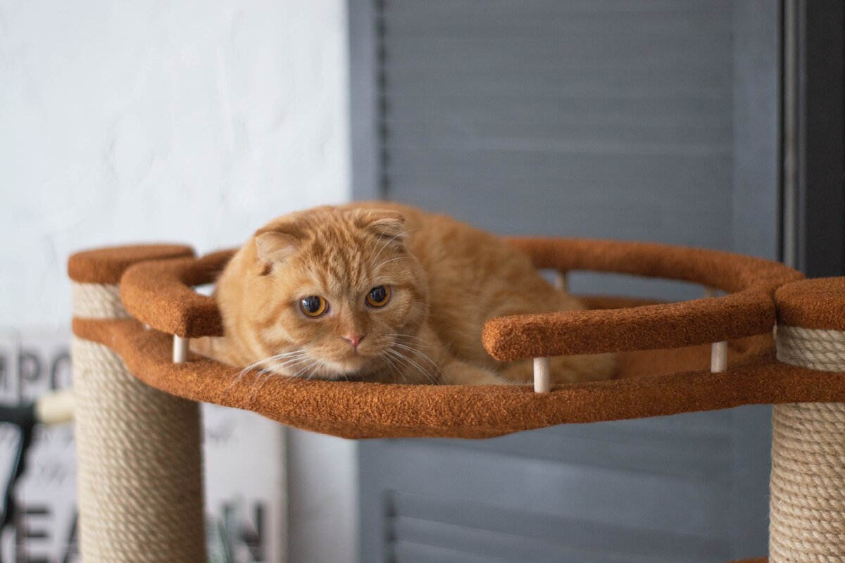 Лицо (мордашка) нашего бренда - шотландский вислоухий кот Саня