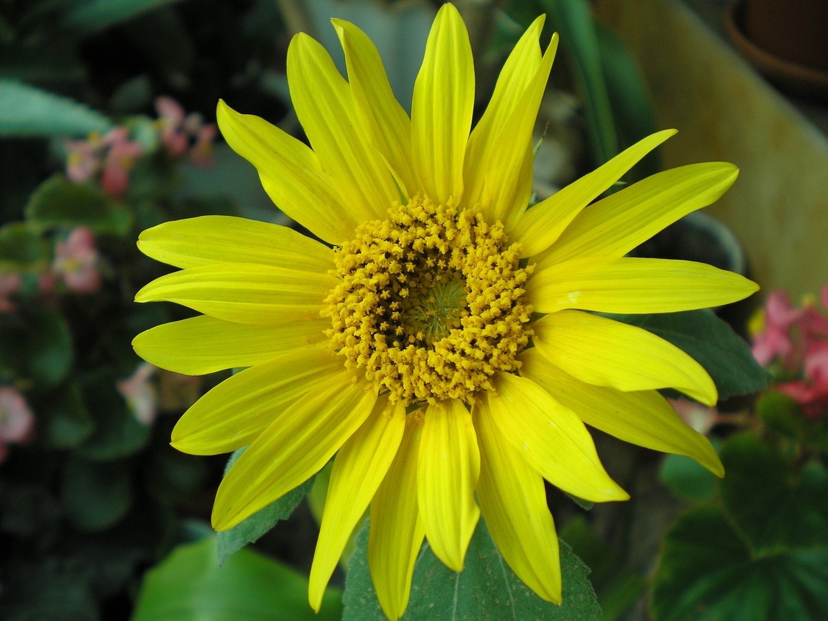 Подсолнечник