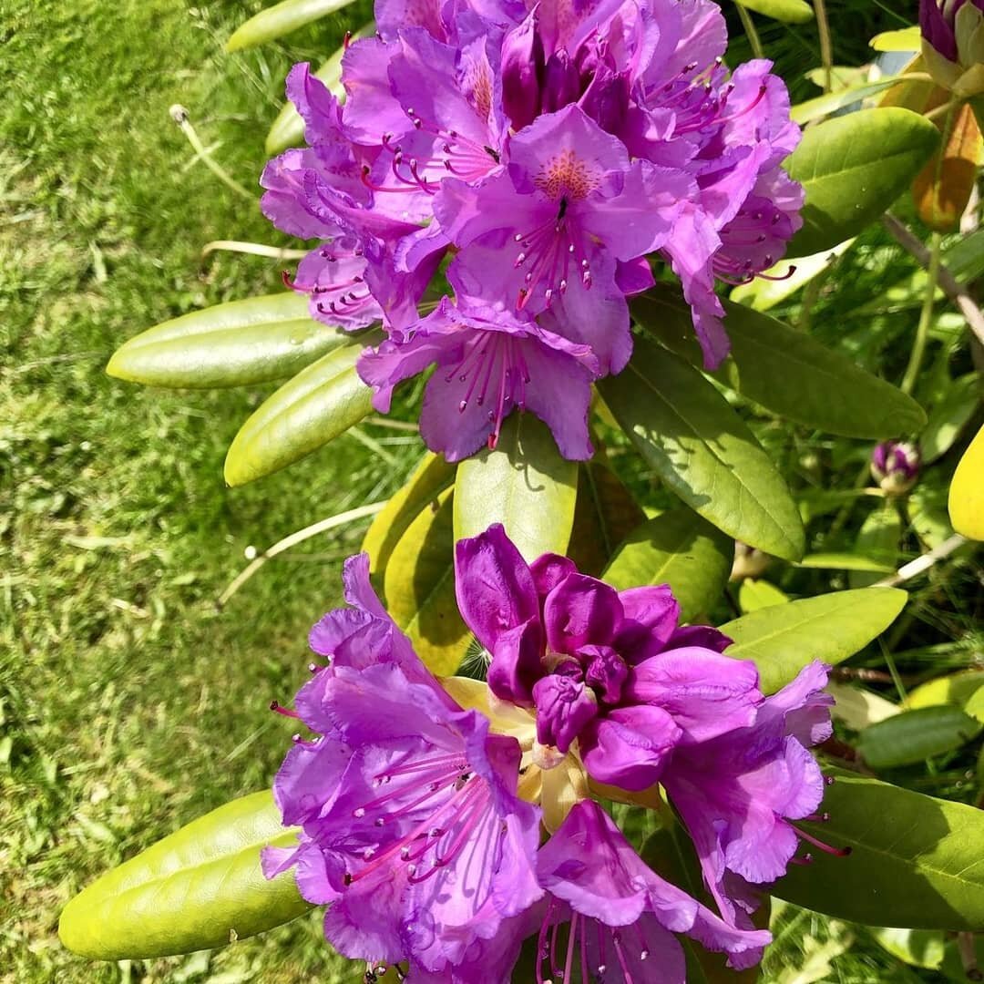 А вот и тот самый рододендрон. И еще один, любимец дочки