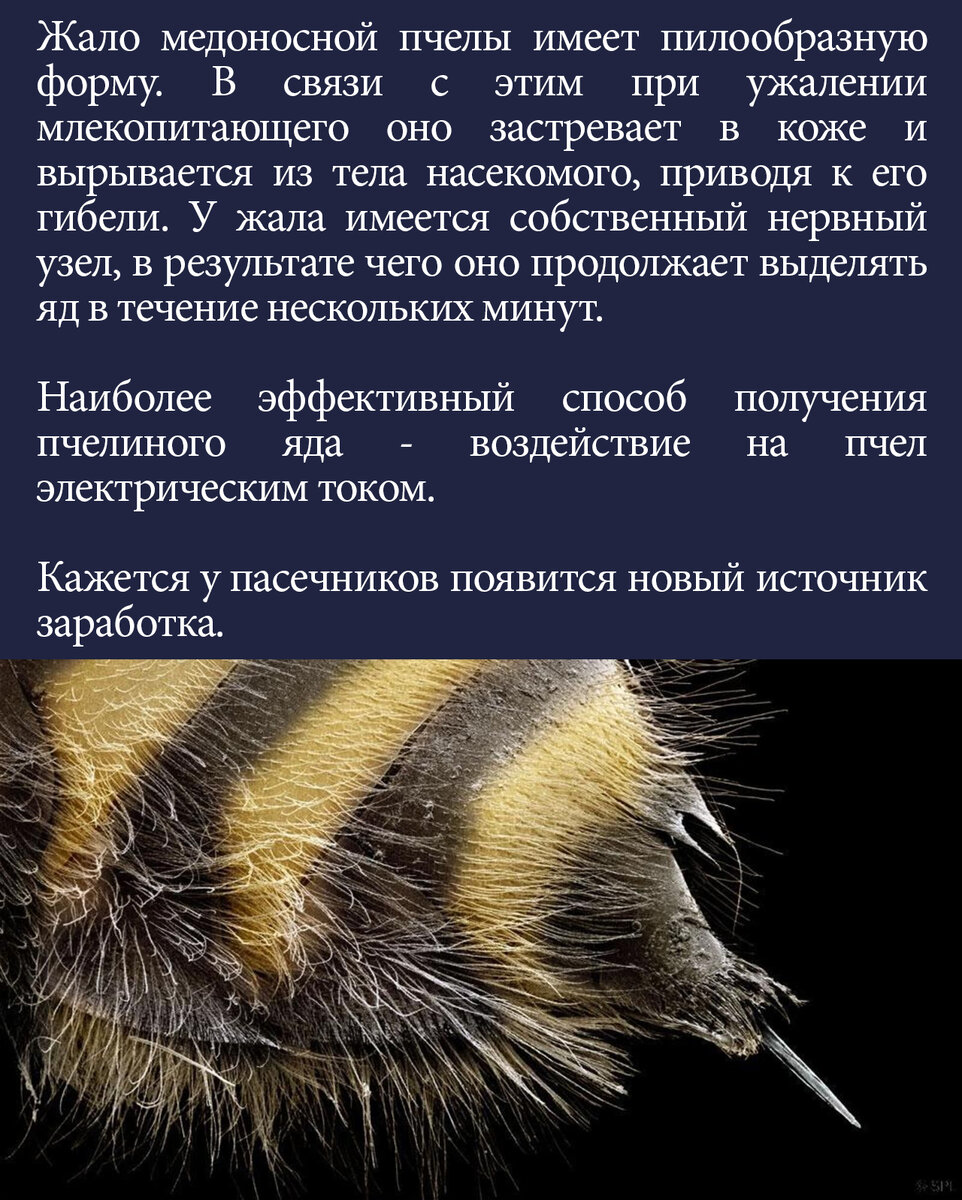 Онкологические заболевания могут начать лечить компонентами пчелиного яда |  Ботанство | Дзен