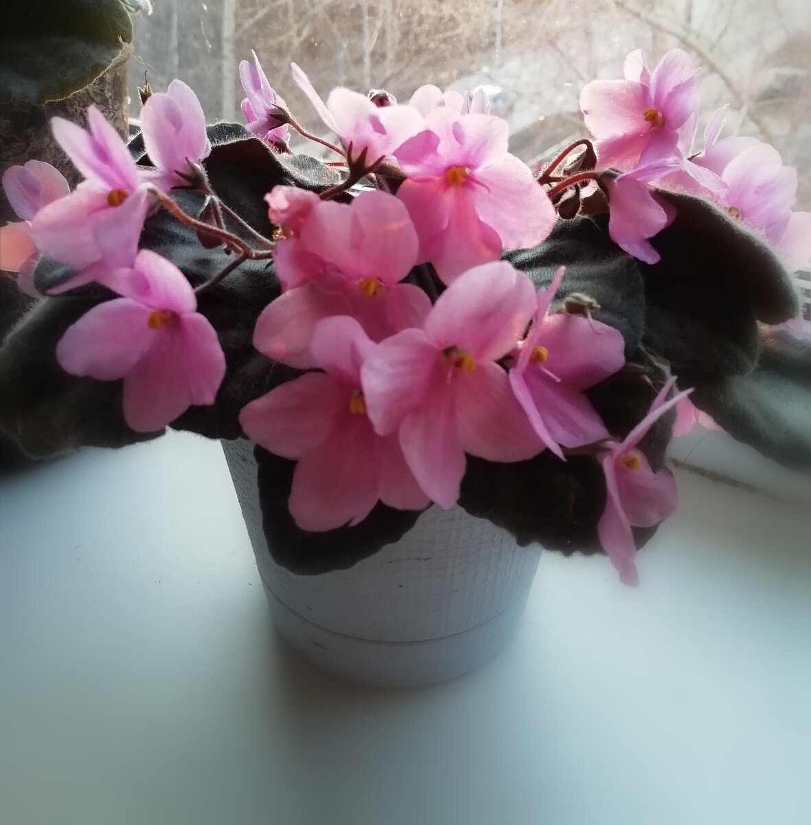 Фиалки без проблем