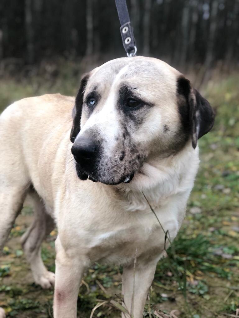 Фото для публикации любезно предоставлено приютом "Лохматая душа"