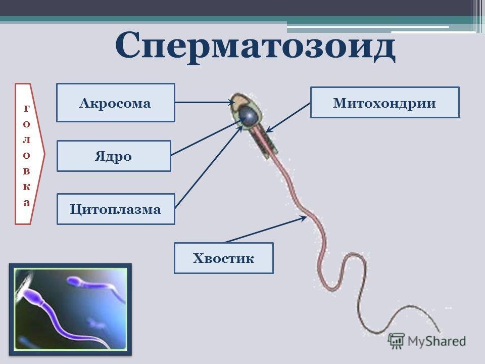 Как сперматозоид добирается до клетки?