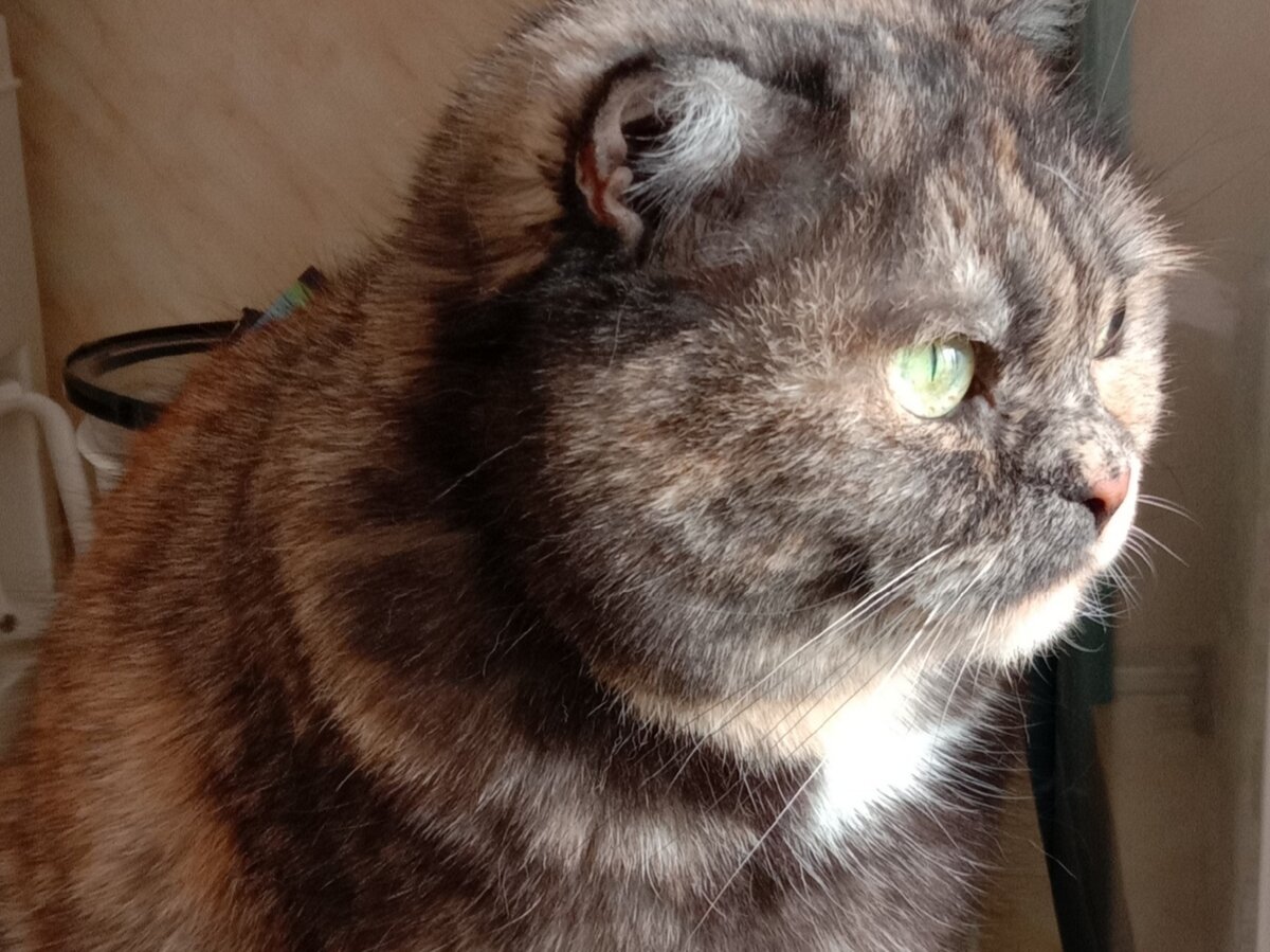 Опять понедельник. Кот в пуховике. И снова понедельник. Кот слушает егора летова. Кошка опять.