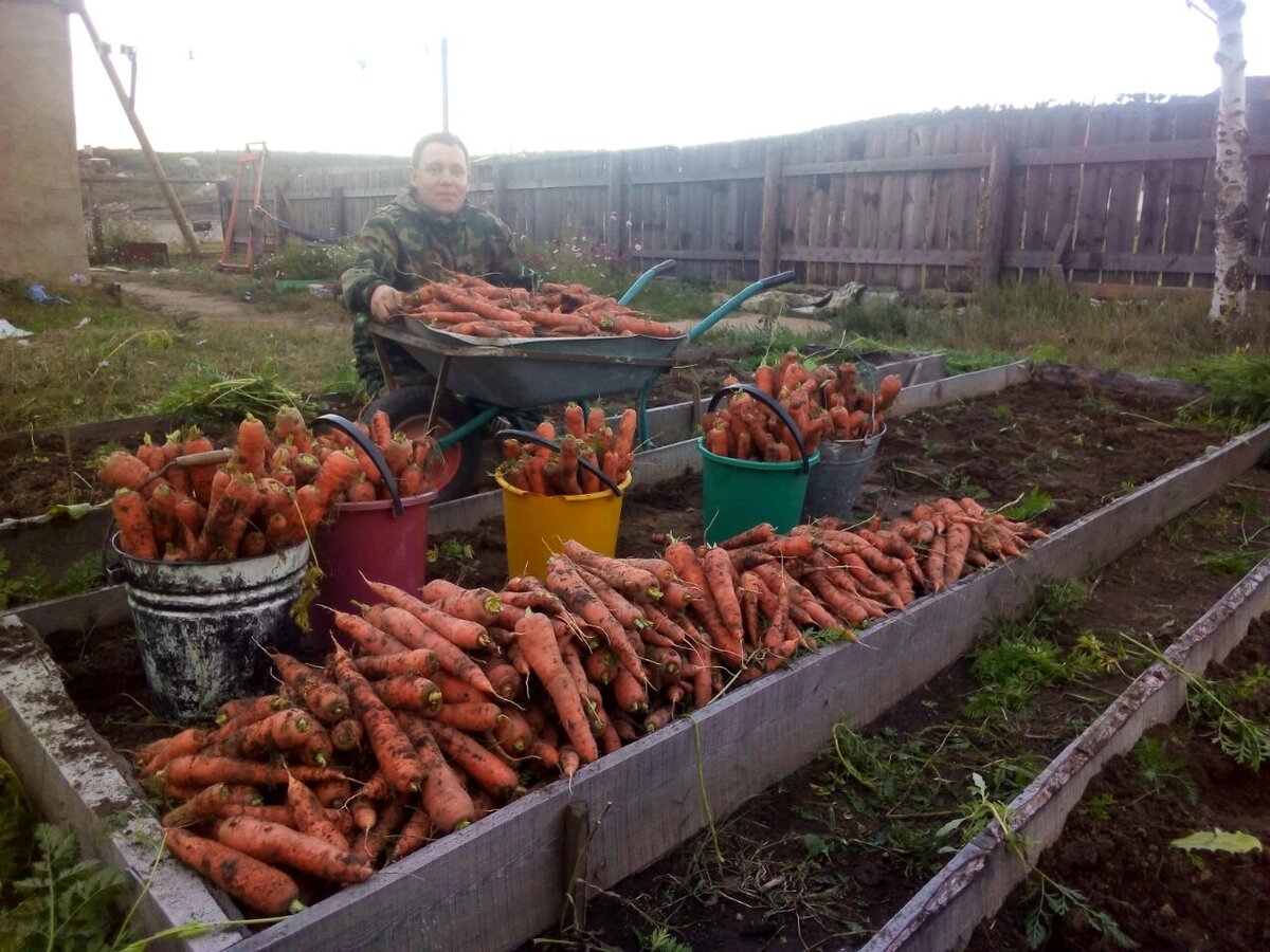 Фото урожая 2019. Обратите внимание: вся крупная, мелочи нет))) 
