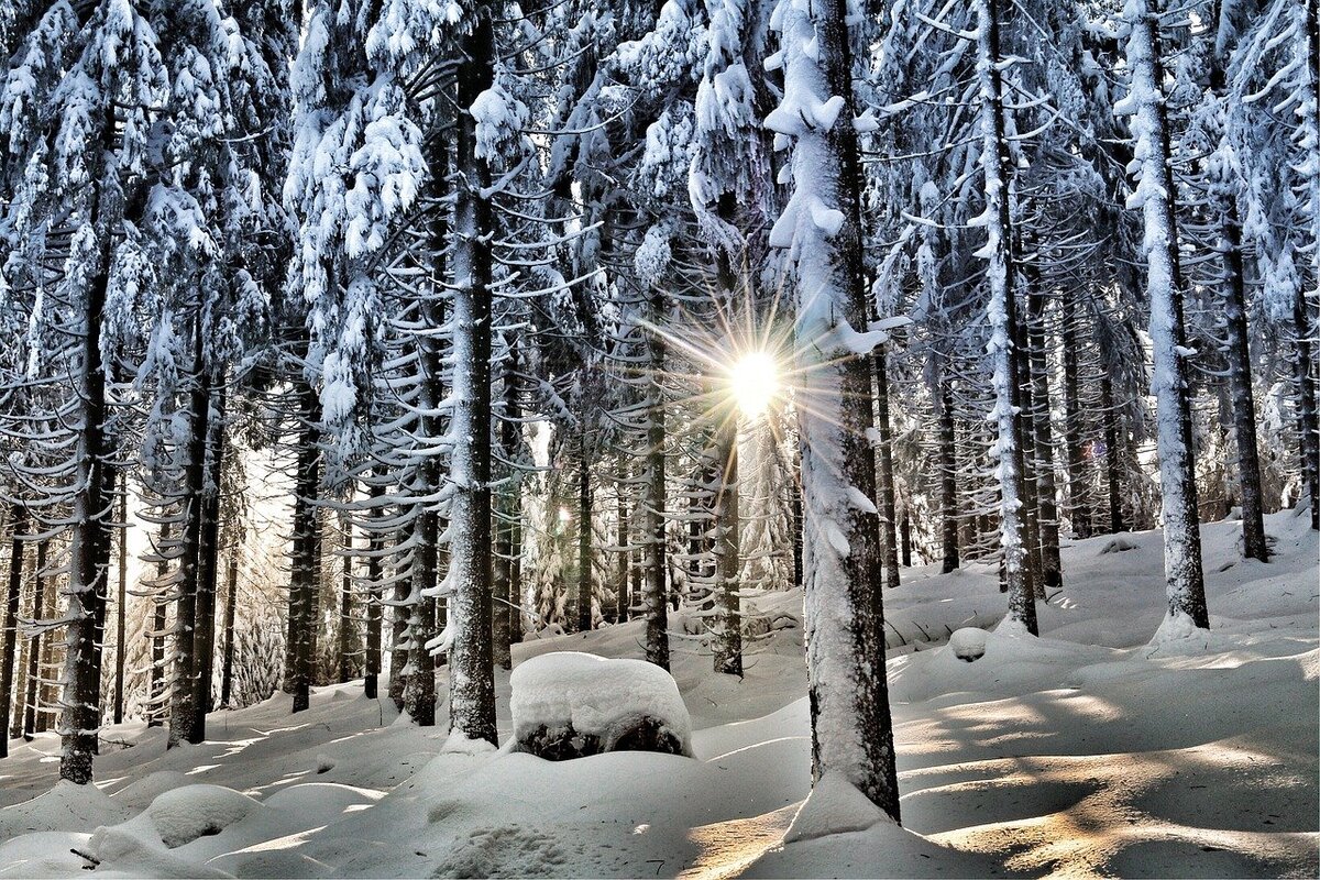 Теплый зимний лес