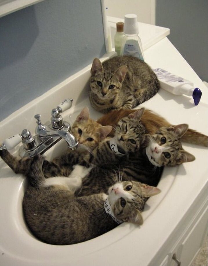 Фото с сервера Яндекс.Картинки
