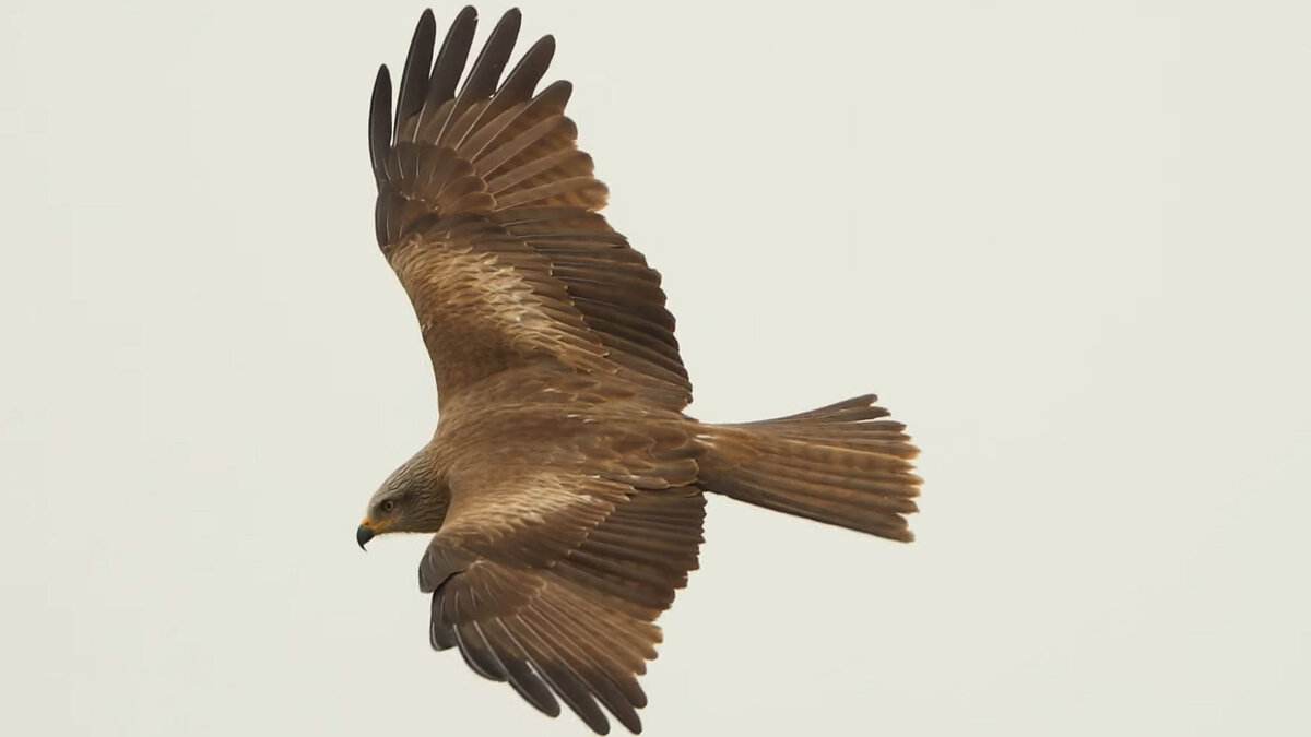 Чёрный коршун