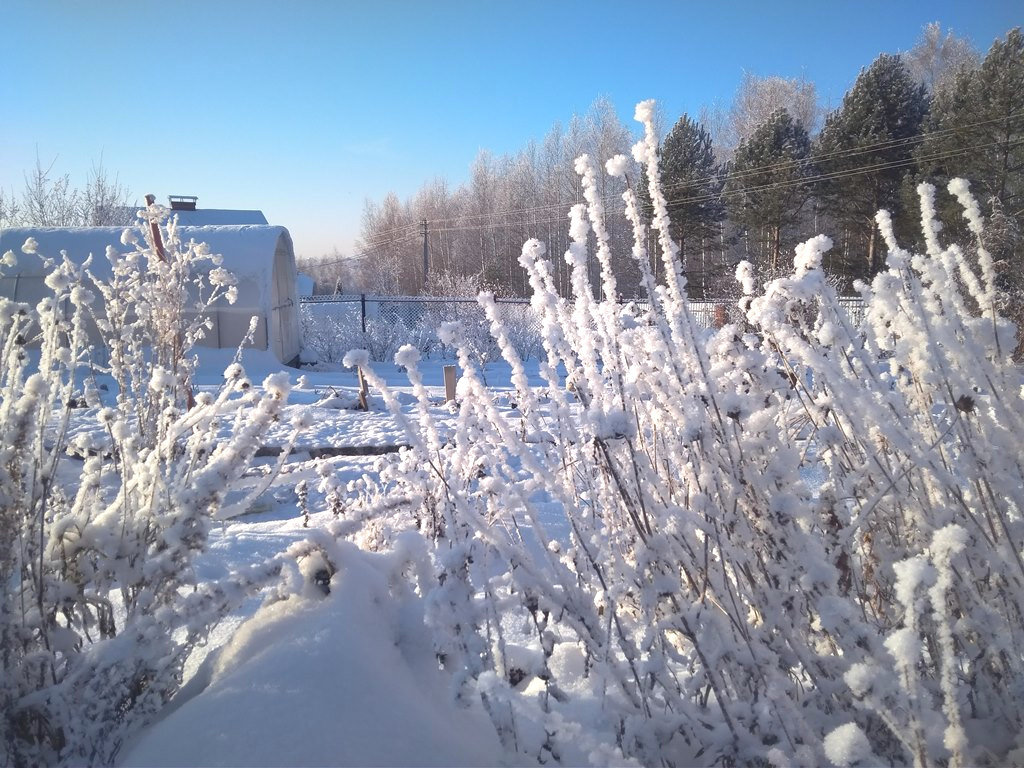 Снежная пустыня нынче не такая уж снежная. Пока что. Может в январе-феврале наметет снега побольше
