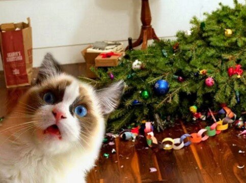 Какой удивленный взгляд у кота! "Я не знал, что она упадет!"