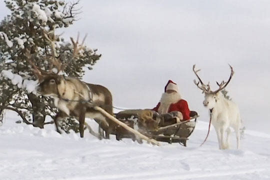 Ой! Где остальные олени?                                                                                    www.yle.fi       