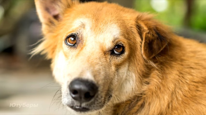 фото яндекс