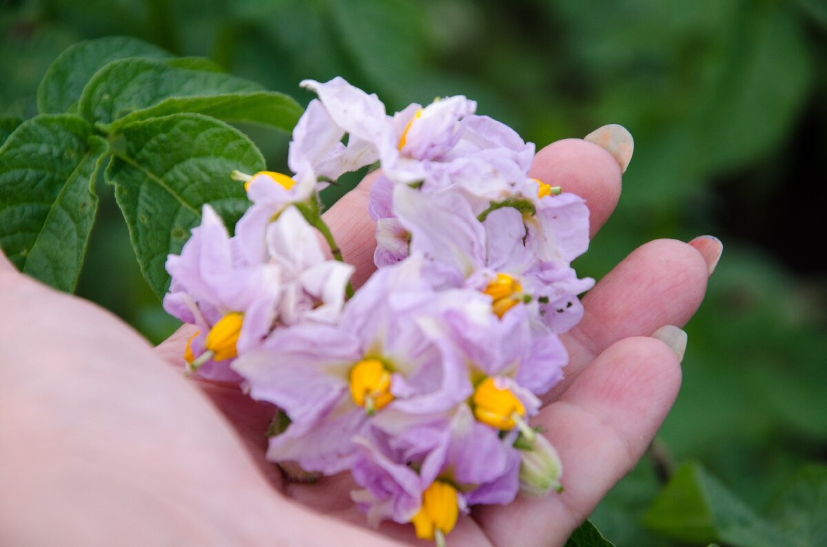 Цветет картофель