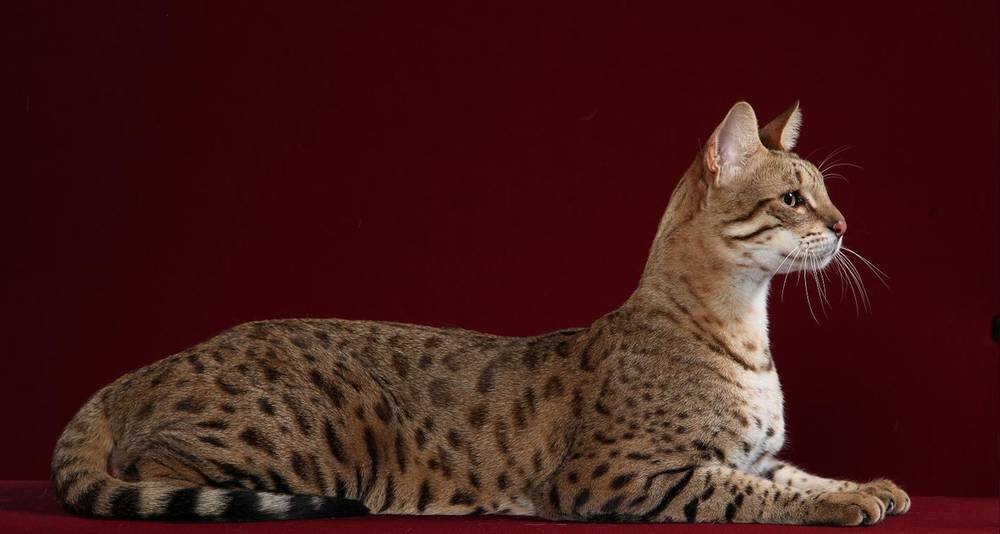 Саванна. Источник https://www.google.ru/imghp