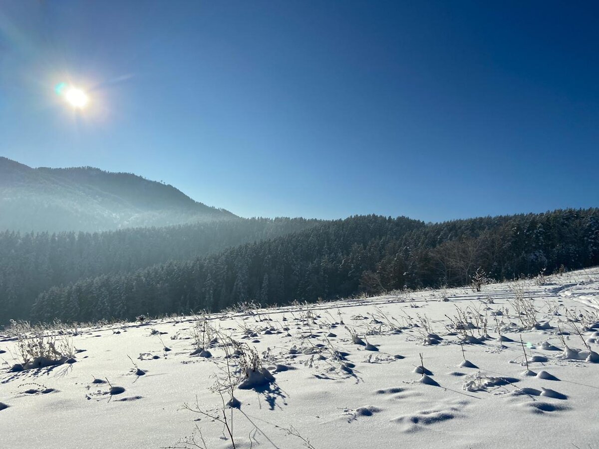 Камеры белокуриха в реальном времени