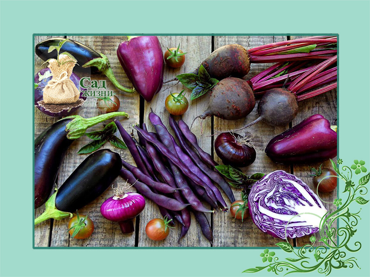 Пурпурные и фиолетовые овощи