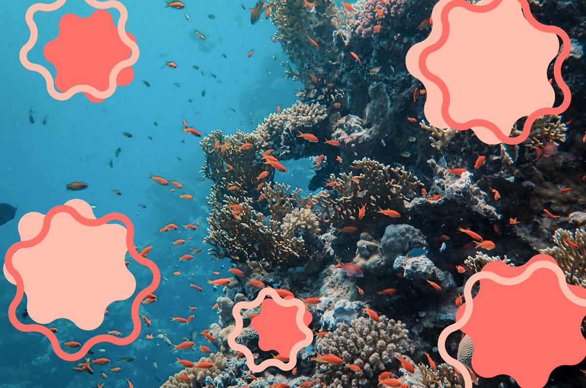 Рифы занимают всего 0,1% от площади мирового океана, но вместе с тем являются домом для 25% морских обитателей.