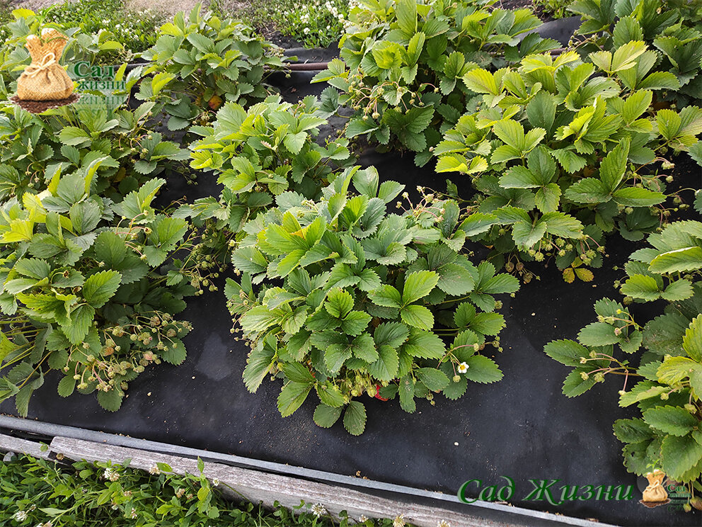 Если на растениях желтеют листья, это ХЛОРОЗ. Но это не приговор | Сад ...