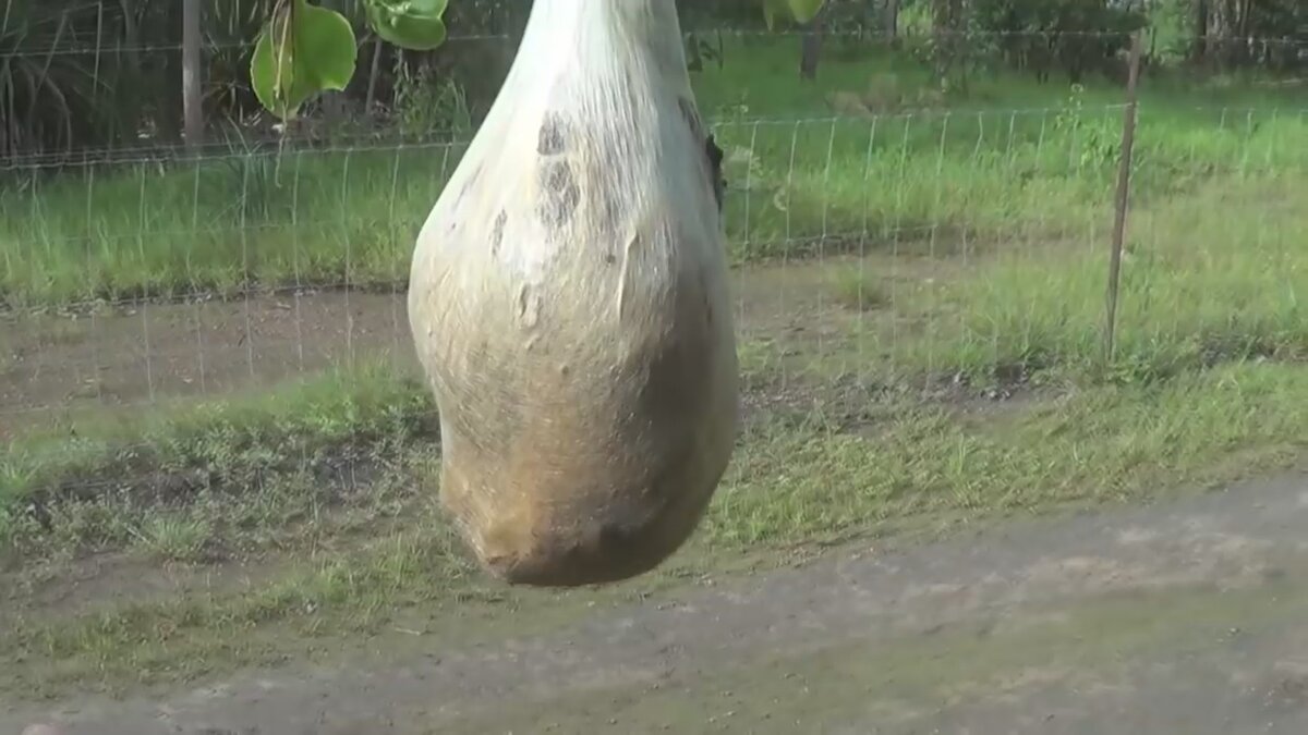 Очень странная штука