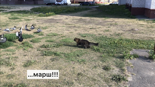 Кот рвётся на улицу за добычей. Надоело есть сухие камушки, хочу свежатину