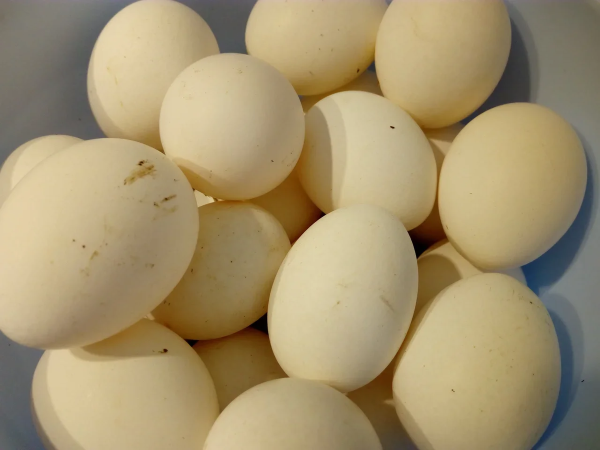 Найденный клад из яиц. Личное фото