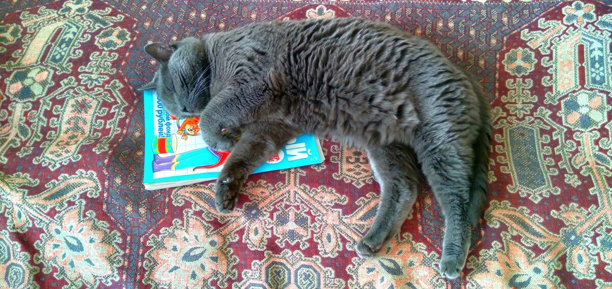 Излюбленная поза (лежит на журнале кроссвордов, впитывает полученные знания).