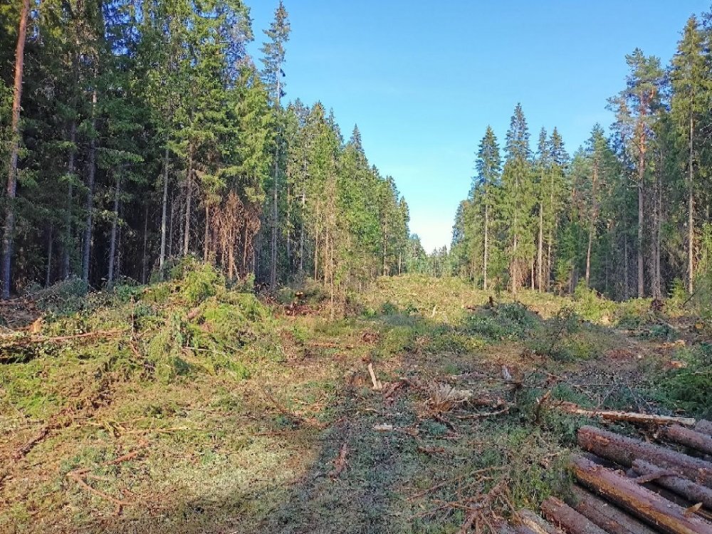 Рубка леса близ поселка Карасёвка. Источник: ТГ-канал "Защита Финского залива от преступного капитала"