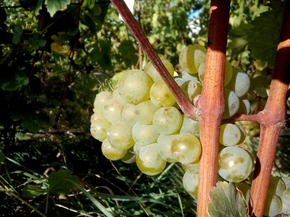 Столовые сорта винограда на лозе