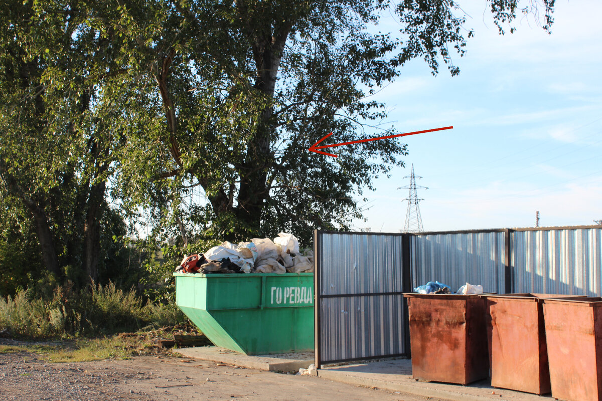 То самое дерево.