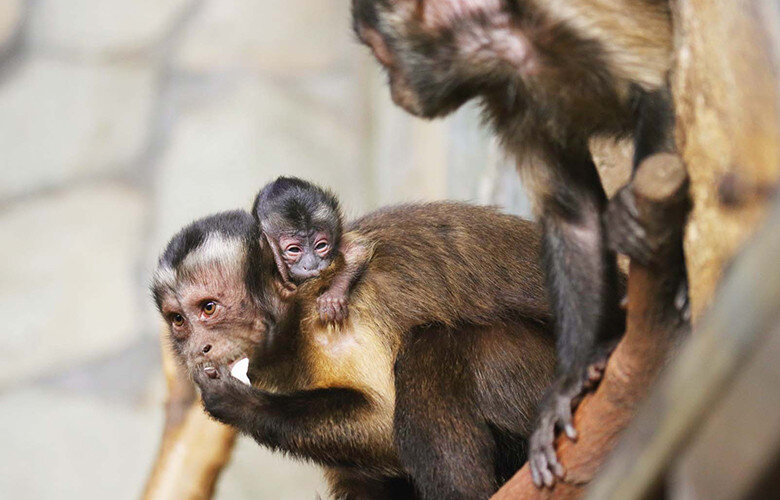 Фото: Ленинградский зоопарк.