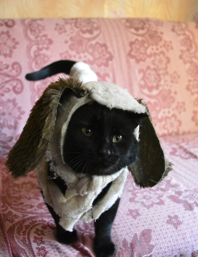 Вот такое фото нашего кота Черныша мы отправили на конкурс костюмов для домашних животных
