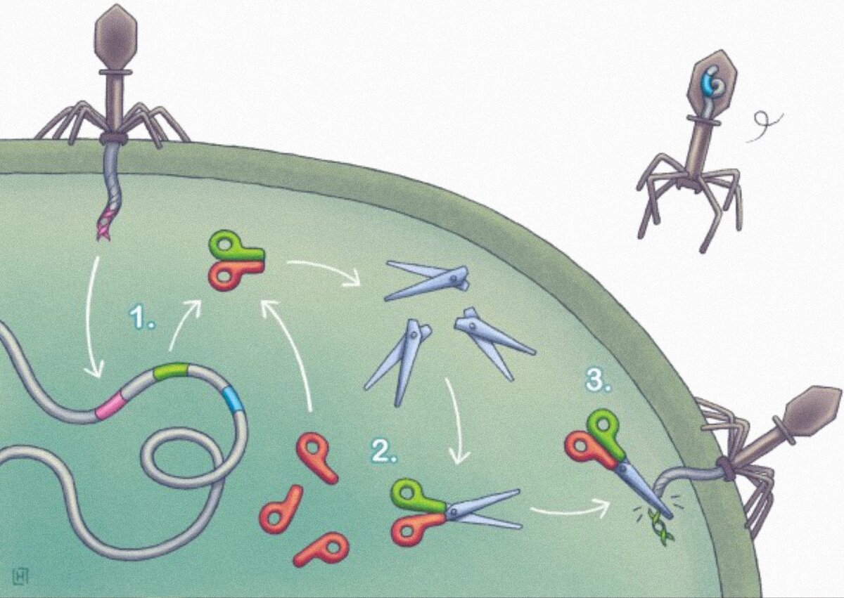 Белок Cas9 использует многочисленные РНК-копии для того, чтобы находить настоящих вирусных захватчиков и разрезать их