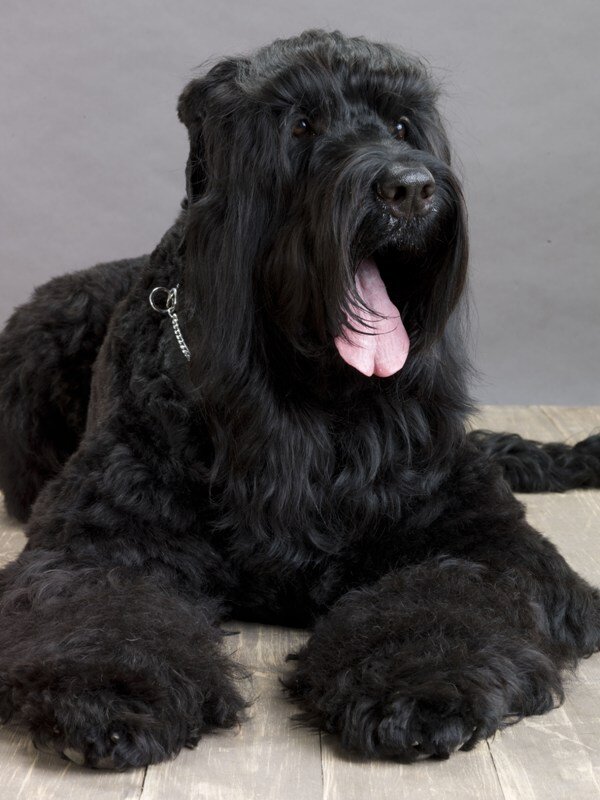 Автор: https://br.pinterest.com/pin/414753446912227657/