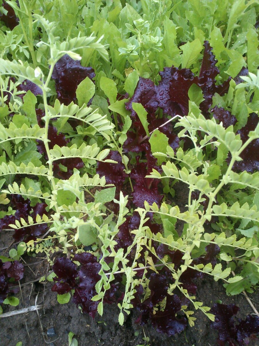 горох НУТ ПРОШЛОГОДНИЙ СЕВ , фото автора