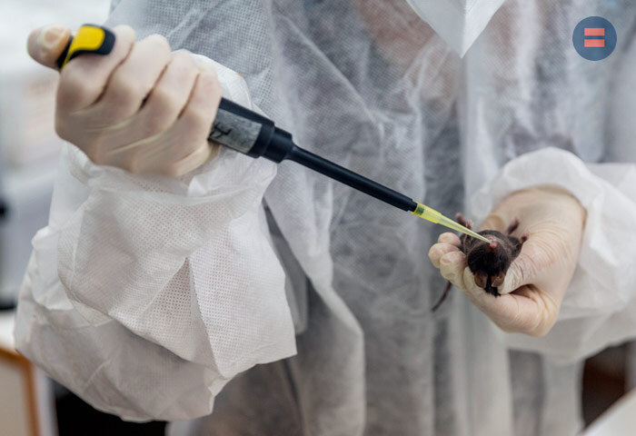 Испытание вакцины (фото предоставлено пресс-службой КФУ)