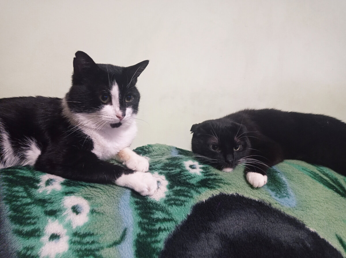 Геральт и Сурен