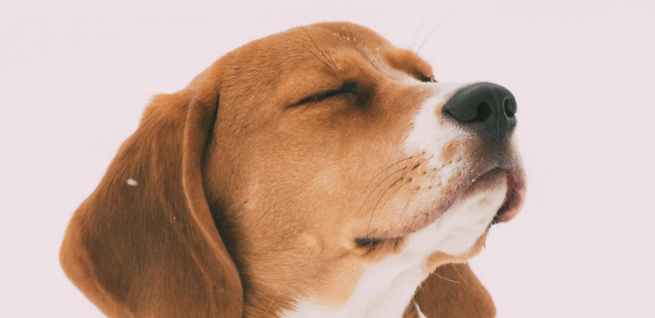 Зачем делать прививки собакам Вакцинация для собак – это самый эффективный способ предупреждения опасных заболеваний, часто имеющих серьезные осложнения, в том числе летальный исход.