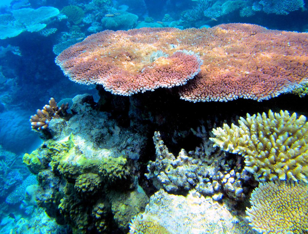 Коралловые рифы являются. Большой Барьерный риф Австралия. Большой Барьерный коралловый риф в Австралии. Кораллы большого барьерного рифа Австралия. Кораллы на рифе в Австралии.