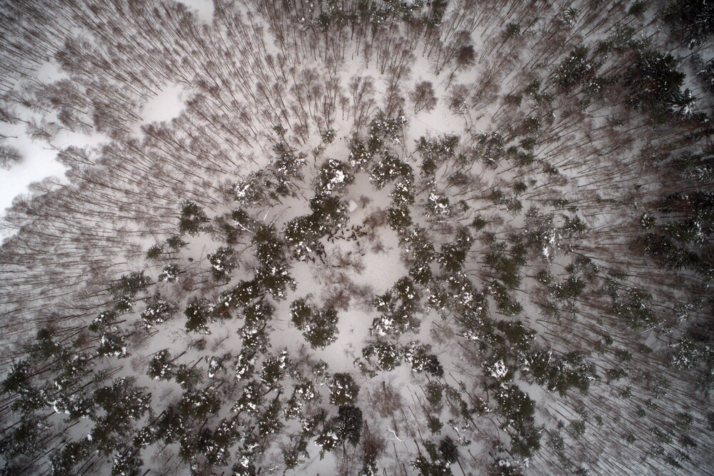 Первая задача – найти стадо. В этом нам поможет разведка с воздуха