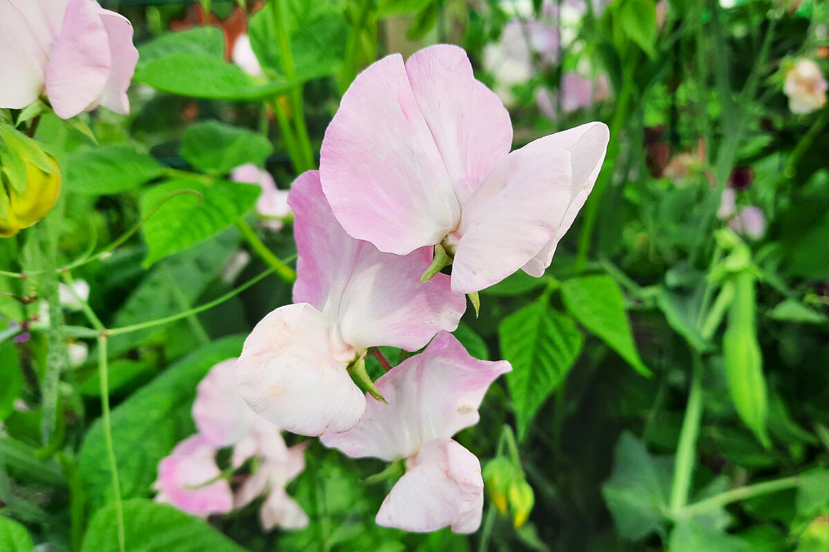 Я выращивал микс из разных расцветок горошка, но больше всех оказалось розового цвета