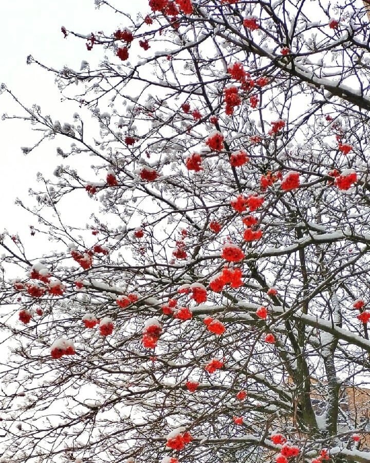 Январская рябина