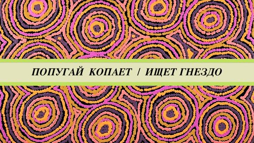 Попугай жако копает, роется, ищет гнездо. Как избежать яйцекладки. Правильная контрацепция попугаев.