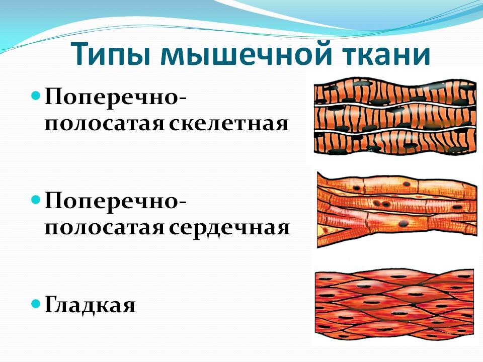 Поперечно полосатые мышечные волокна входят в состав стенок