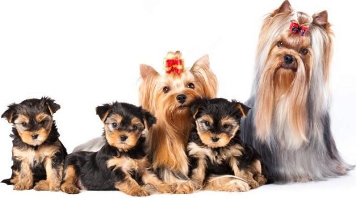 Йоркширские терьеры с щенками.